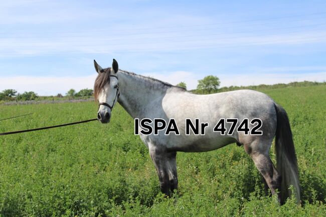 Toller PRE Hengst mit langer Mähne, ISPA - Iberische Sportpferde Agentur (ISPA - Iberische Sportpferde Agentur), Horses For Sale, Bedburg, Image 3