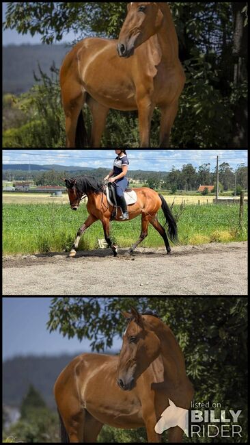 Tolle PSL Stute für Sport und Zucht, ISPA - Iberische Sportpferde Agentur (ISPA - Iberische Sportpferde Agentur), Horses For Sale, Bedburg, Image 4
