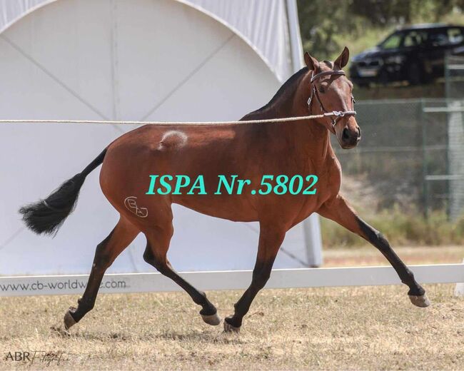 Tolle PSL Jungstute, ISPA - Iberische Sportpferde Agentur (ISPA - Iberische Sportpferde Agentur), Horses For Sale, Bedburg, Image 3