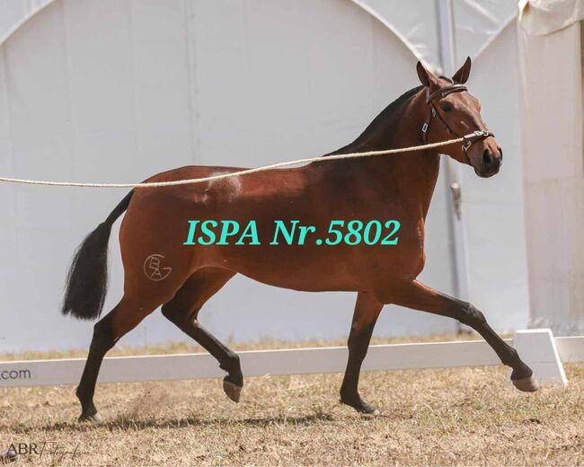 Tolle PSL Jungstute, ISPA - Iberische Sportpferde Agentur (ISPA - Iberische Sportpferde Agentur), Horses For Sale, Bedburg, Image 2