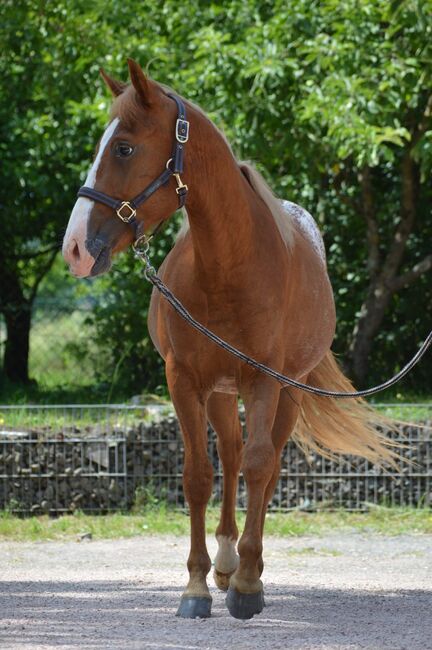 toller Quarter Horse/Appaloosa Pony Mix Hengst mit interessanter Färbung, Kerstin Rehbehn (Pferdemarketing Ost), Horses For Sale, Nienburg, Image 5