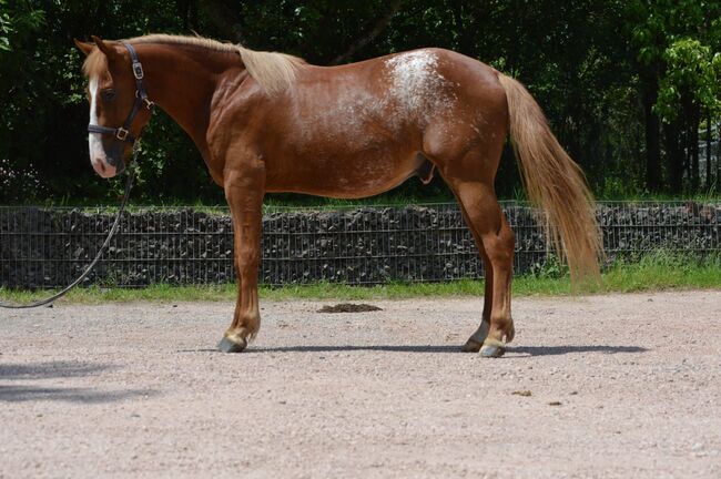 toller Quarter Horse/Appaloosa Pony Mix Hengst mit interessanter Färbung, Kerstin Rehbehn (Pferdemarketing Ost), Horses For Sale, Nienburg