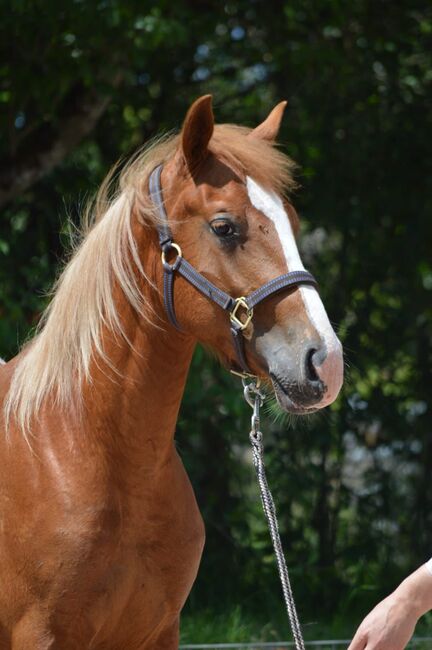 toller Quarter Horse/Appaloosa Pony Mix Hengst mit interessanter Färbung, Kerstin Rehbehn (Pferdemarketing Ost), Horses For Sale, Nienburg, Image 3