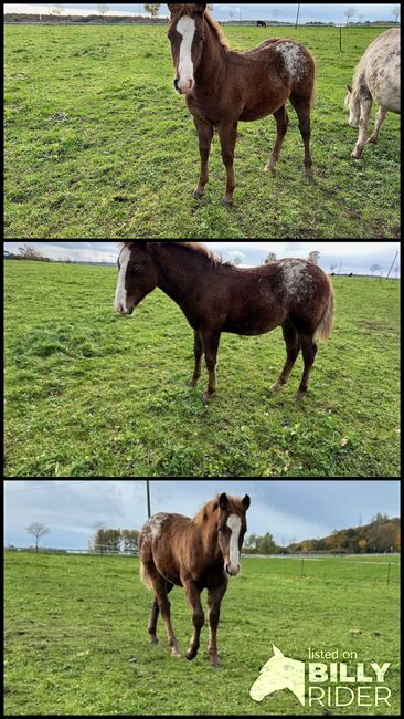 toller Quarter Horse/Appaloosa Pony Mix Hengstjährling mit interessanter Färbung, Kerstin Rehbehn (Pferdemarketing Ost), Horses For Sale, Nienburg, Image 4
