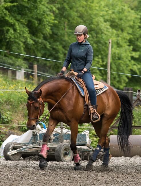 Toller Quarter Horse Wallach im besten Alter, Manuela KUBNY , Horses For Sale, Küßnach , Image 3