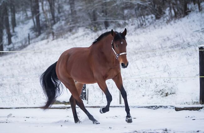 Toller Quarter Horse Wallach im besten Alter, Manuela KUBNY , Horses For Sale, Küßnach , Image 7
