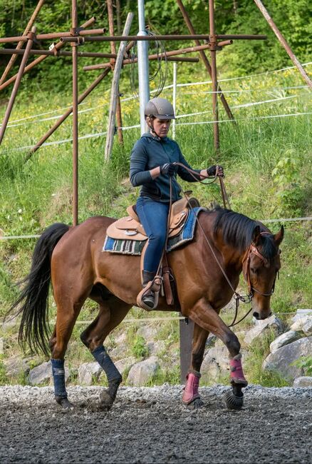 Toller Quarter Horse Wallach im besten Alter, Manuela KUBNY , Horses For Sale, Küßnach , Image 2