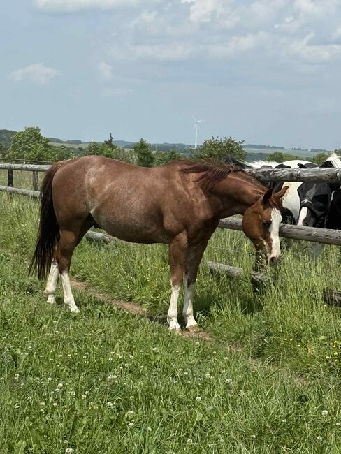 Toller Quarter Horse Wallach mit Herz und Potenzial, Kerstin Rehbehn (Pferdemarketing Ost), Horses For Sale, Nienburg