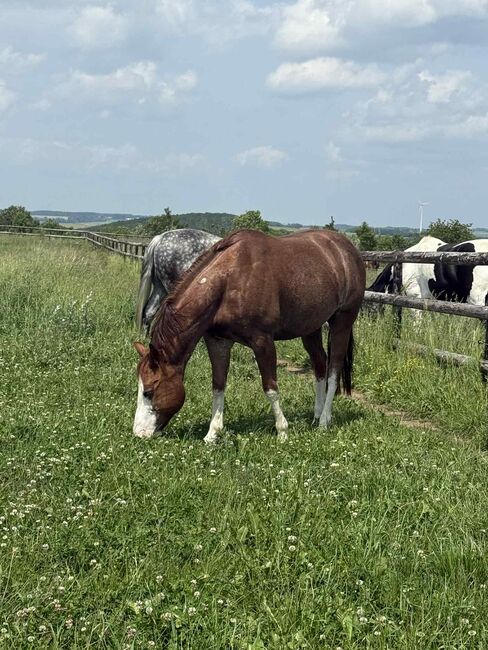 Toller Quarter Horse Wallach mit Herz und Potenzial, Kerstin Rehbehn (Pferdemarketing Ost), Horses For Sale, Nienburg, Image 2