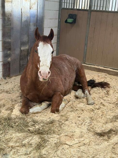Toller Quarter Horse Wallach mit Herz und Potenzial, Kerstin Rehbehn (Pferdemarketing Ost), Horses For Sale, Nienburg, Image 3