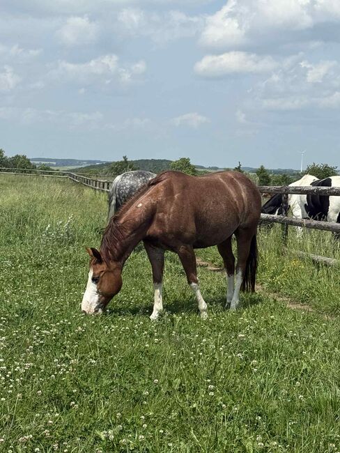 Toller Quarter Horse Wallach mit Herz und Potenzial, Kerstin Rehbehn (Pferdemarketing Ost), Horses For Sale, Nienburg, Image 4