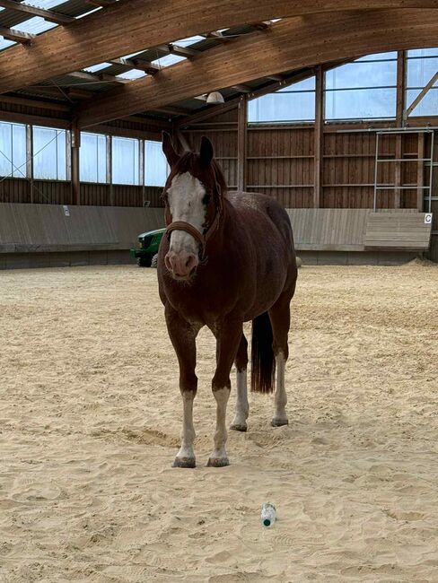 Toller Quarter Horse Wallach mit Herz und Potenzial, Kerstin Rehbehn (Pferdemarketing Ost), Horses For Sale, Nienburg, Image 5