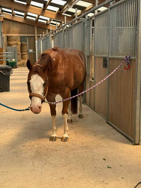 Toller Quarter Horse Wallach mit Herz und Potenzial, Kerstin Rehbehn (Pferdemarketing Ost), Horses For Sale, Nienburg, Image 6