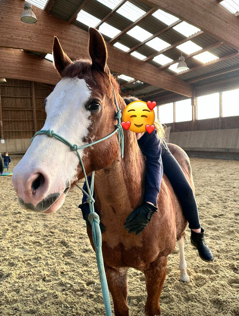 Toller Quarter Horse Wallach mit Herz und Potenzial, Kerstin Rehbehn (Pferdemarketing Ost), Horses For Sale, Nienburg, Image 8