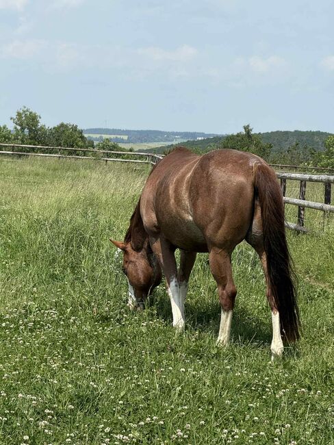 Toller Quarter Horse Wallach mit Herz und Potenzial, Kerstin Rehbehn (Pferdemarketing Ost), Horses For Sale, Nienburg, Image 9