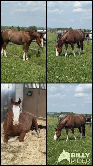 Toller Quarter Horse Wallach mit Herz und Potenzial, Kerstin Rehbehn (Pferdemarketing Ost), Horses For Sale, Nienburg, Image 13