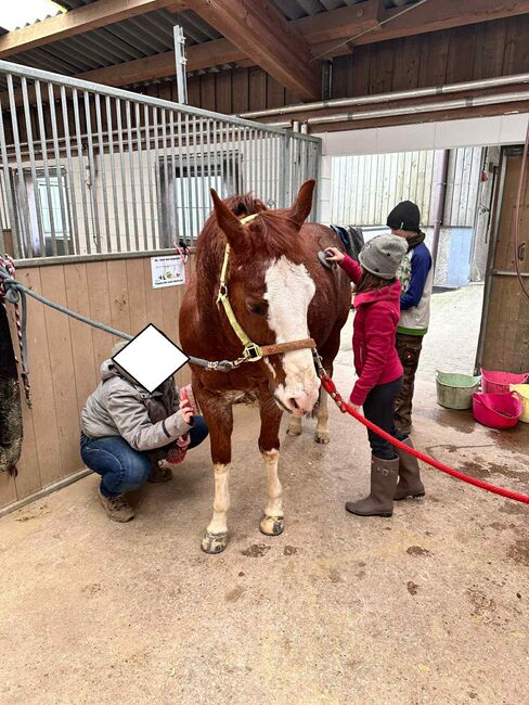 Toller Quarter Horse Wallach mit Herz und Potenzial, Kerstin Rehbehn (Pferdemarketing Ost), Horses For Sale, Nienburg, Image 11