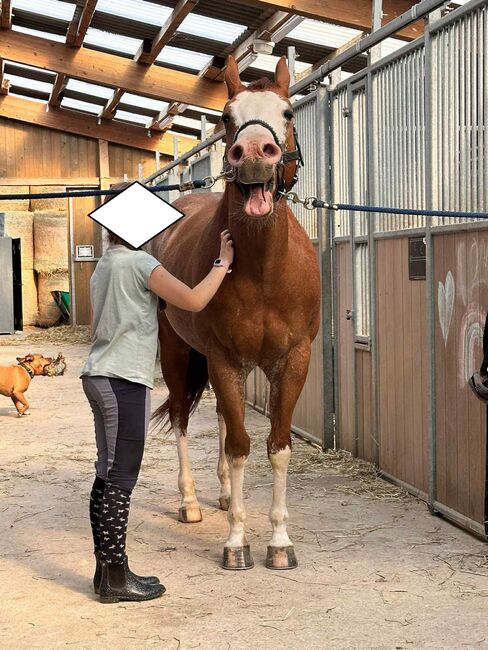Toller Quarter Horse Wallach mit Herz und Potenzial, Kerstin Rehbehn (Pferdemarketing Ost), Horses For Sale, Nienburg, Image 12