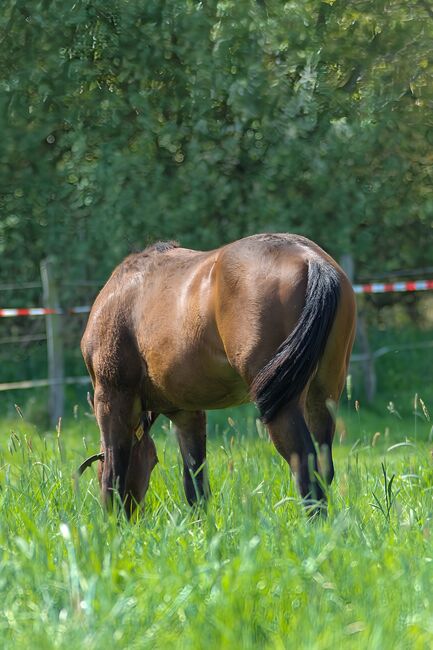 Toller Quarter Horse Hengstjährling mit mega Bewegungen, Kerstin Rehbehn (Pferdemarketing Ost), Horses For Sale, Nienburg, Image 5