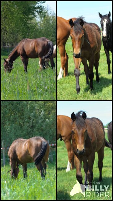 Toller Quarter Horse Hengstjährling mit mega Bewegungen, Kerstin Rehbehn (Pferdemarketing Ost), Horses For Sale, Nienburg, Image 7