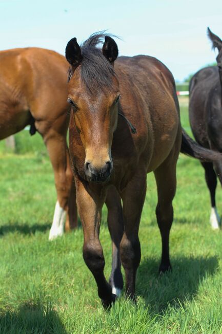 Toller Quarter Horse Hengstjährling mit mega Bewegungen, Kerstin Rehbehn (Pferdemarketing Ost), Horses For Sale, Nienburg, Image 3