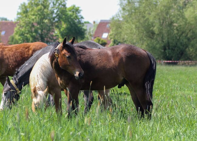 Toller Quarter Horse Hengstjährling mit mega Bewegungen, Kerstin Rehbehn (Pferdemarketing Ost), Horses For Sale, Nienburg, Image 4