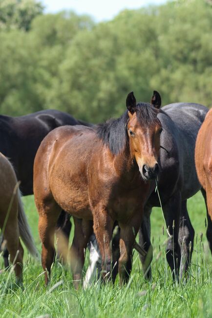 Toller Quarter Horse Hengstjährling mit mega Bewegungen, Kerstin Rehbehn (Pferdemarketing Ost), Horses For Sale, Nienburg, Image 6