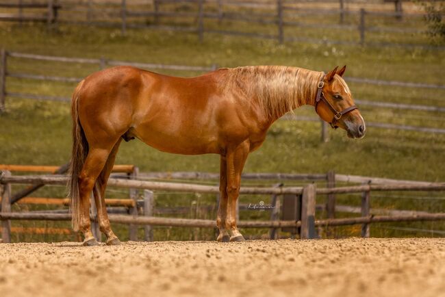Toller Reining QH Wallach mit super Mind und viel Talent, Kerstin Rehbehn (Pferdemarketing Ost), Horses For Sale, Nienburg