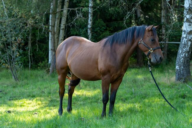 Tolles Reining/Ranch Horse/Allround Prospect, Kerstin Rehbehn (Pferdemarketing Ost), Horses For Sale, Nienburg, Image 3