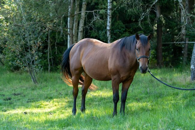 Tolles Reining/Ranch Horse/Allround Prospect, Kerstin Rehbehn (Pferdemarketing Ost), Horses For Sale, Nienburg, Image 2