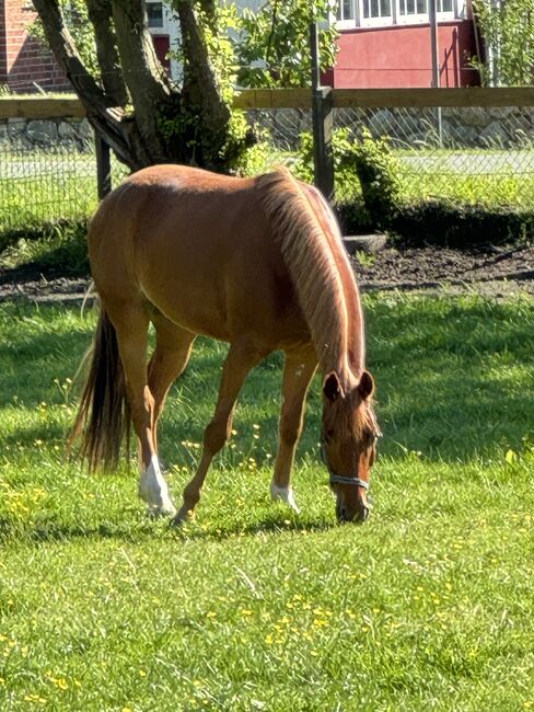 Toller Reitpony Wallach sucht neuen Wirkungskreis, Jule Möller, Horses For Sale, Bohmstedt , Image 7