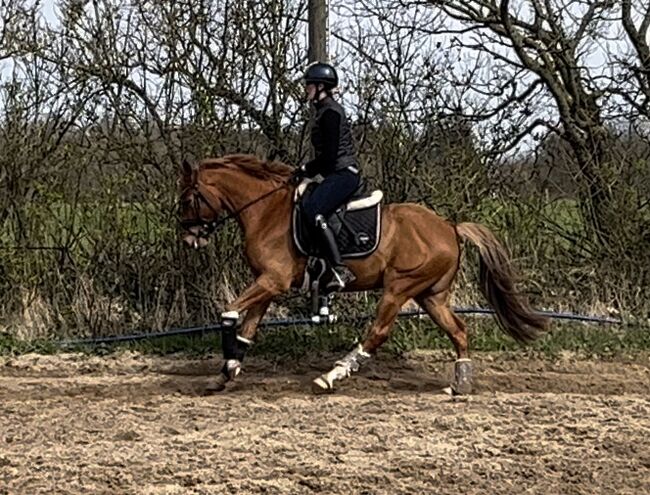 Toller Reitpony Wallach sucht neuen Wirkungskreis, Jule Möller, Horses For Sale, Bohmstedt , Image 6