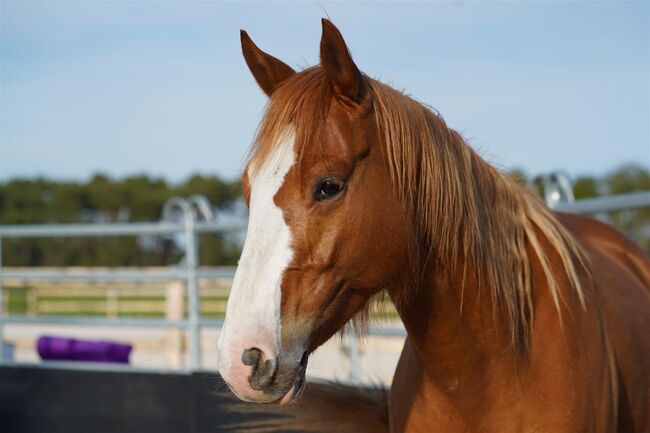 Toller, umgänglicher Paint Horse Wallach, Kerstin Rehbehn (Pferdemarketing Ost), Horses For Sale, Nienburg, Image 2