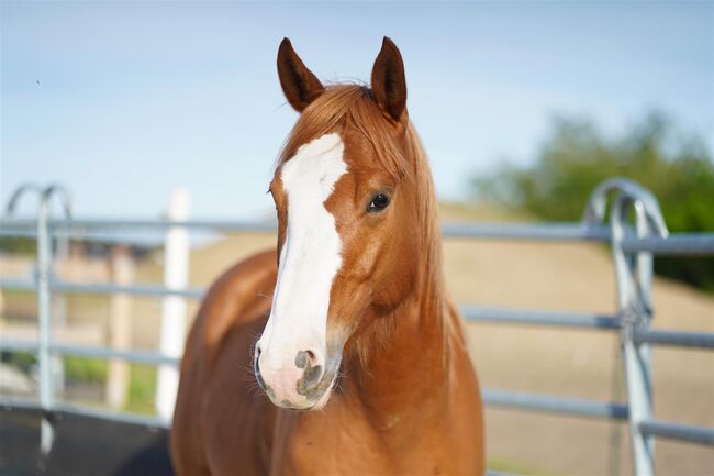 Toller, umgänglicher Quarter Horse/Paint Horse Wallach, Kerstin Rehbehn (Pferdemarketing Ost), Horses For Sale, Nienburg, Image 20