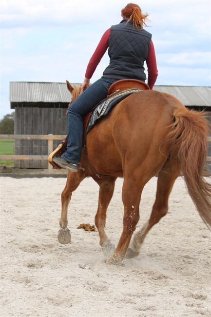 Toller, umgänglicher Quarter Horse/Paint Horse Wallach, Kerstin Rehbehn (Pferdemarketing Ost), Horses For Sale, Nienburg, Image 18