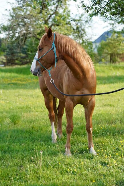 Toller, umgänglicher Quarter Horse/Paint Horse Wallach, Kerstin Rehbehn (Pferdemarketing Ost), Horses For Sale, Nienburg, Image 10