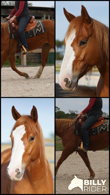 Toller, umgänglicher Quarter Horse/Paint Horse Wallach, Kerstin Rehbehn (Pferdemarketing Ost), Horses For Sale, Nienburg, Image 23