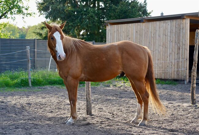 Toller, umgänglicher Quarter Horse/Paint Horse Wallach, Kerstin Rehbehn (Pferdemarketing Ost), Horses For Sale, Nienburg, Image 3