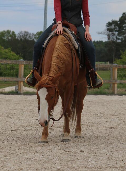 Toller, umgänglicher Quarter Horse/Paint Horse Wallach, Kerstin Rehbehn (Pferdemarketing Ost), Horses For Sale, Nienburg, Image 21