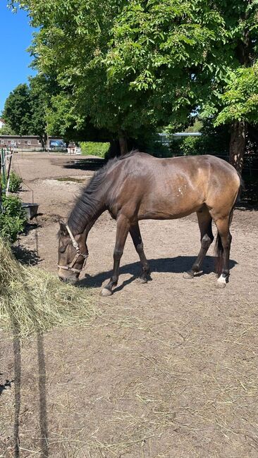 Toller Spanier in Falkoptik, Katharina Lehmann (Pferdevermittlung Leus), Horses For Sale, Indersdorf, Image 3