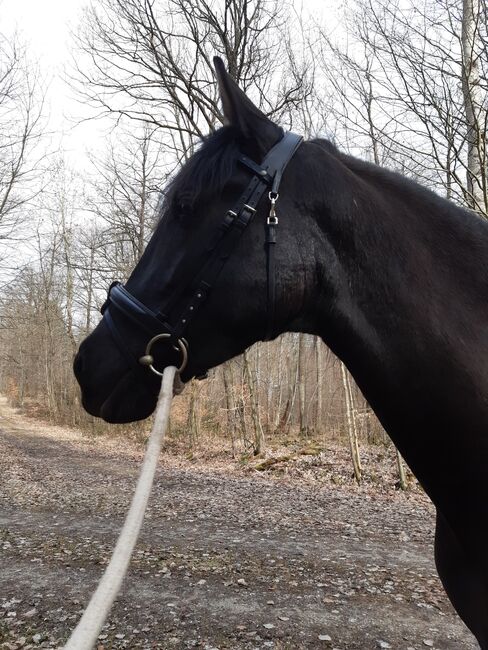 Tolle Spanierstute, Lampe , Horses For Sale, Salzhemmendorf 