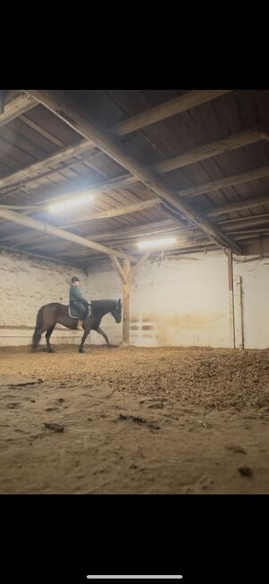 Tolle Spanierstute, Lampe , Horses For Sale, Salzhemmendorf , Image 2