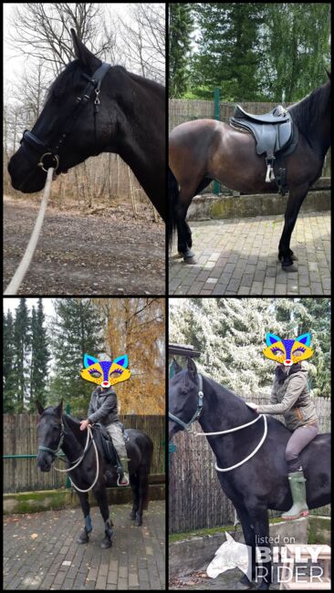 Tolle Spanierstute, Lampe , Horses For Sale, Salzhemmendorf , Image 8
