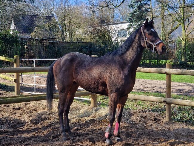 Toller vollblut Wallach, Alina, Horses For Sale, Ratingen , Image 3