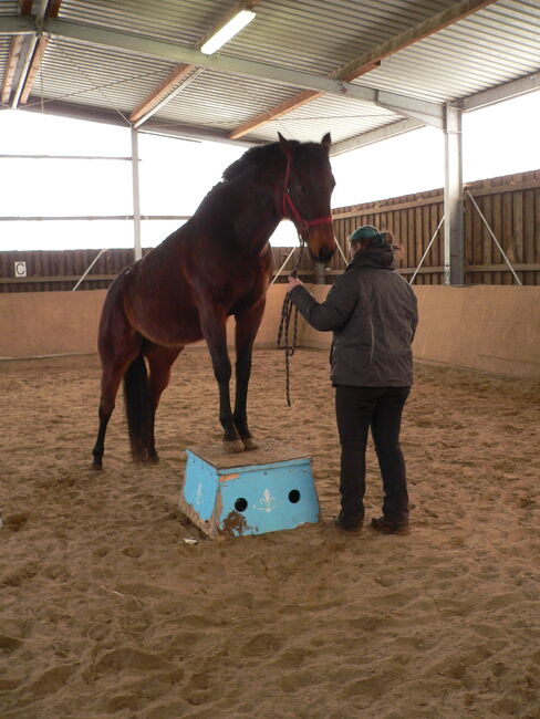 Tolle Vollblutstute sucht neue Herausforderung, Sandra Sommerfeld, Horses For Sale, Hoppegarten, Image 7