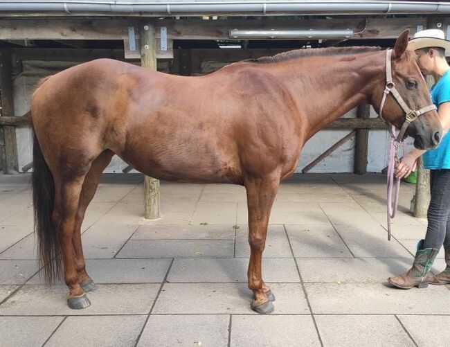 Tolles Lehrpferd (Quarter Horse), Kerstin Rehbehn (Pferdemarketing Ost), Horses For Sale, Nienburg, Image 5