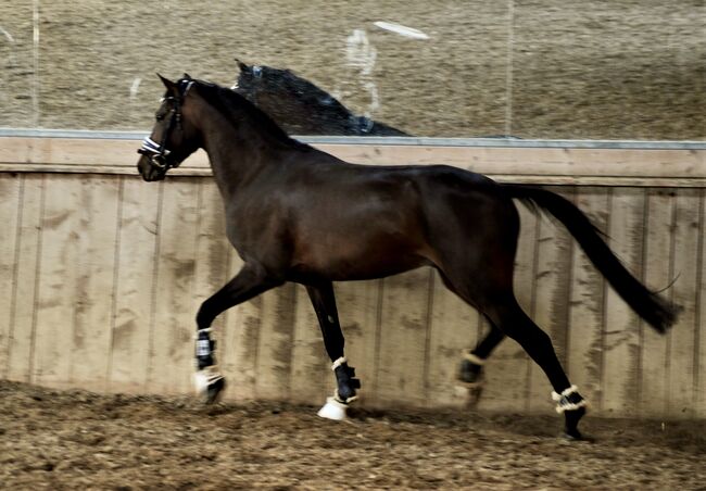 Tolles Ausbildungspony mit viel Potenzial, Nina, Horses For Sale, Gaienhofen , Image 8