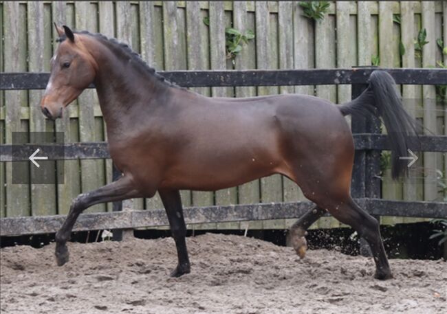 Tolles Ausbildungspony mit viel Potenzial, Nina, Horses For Sale, Gaienhofen , Image 5