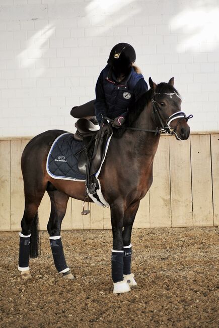 Tolles Ausbildungspony mit viel Potenzial, Nina, Horses For Sale, Gaienhofen , Image 10