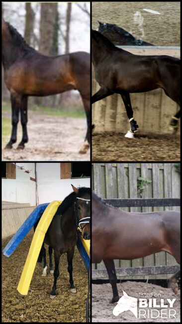 Tolles Ausbildungspony mit viel Potenzial, Nina, Horses For Sale, Gaienhofen , Image 11